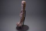 Hadrosaur (Hypacrosaurus) Femur with Metal Stand - Montana #264989-1